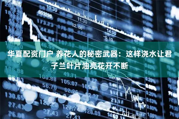 华夏配资门户 养花人的秘密武器：这样浇水让君子兰叶片油亮花开不断